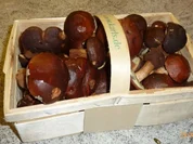 Pilze mit Feuerbohnen - Rezept