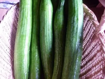 Rezept: Vorrat: Senfgurken Bild Nr. 2 Vorrat: Senfgurken - Rezept - Bild Nr. 2