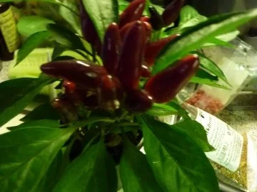 Rezept: Vorrat: Senfgurken Bild Nr. 7 Vorrat: Senfgurken - Rezept - Bild Nr. 7