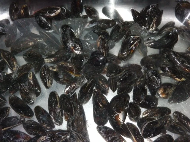 Erikas Miesmuscheln in "dicker" Weißweinsoße (Sydvestjyske Blåmuslinger deluxe) - Rezept - Bild Nr. 3