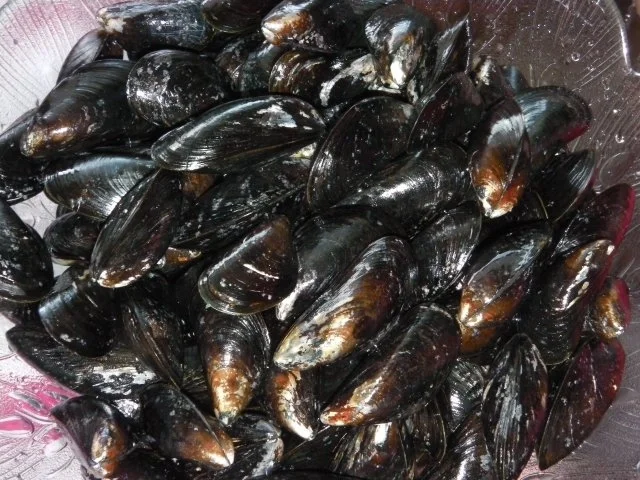 Erikas Miesmuscheln in "dicker" Weißweinsoße (Sydvestjyske Blåmuslinger deluxe) - Rezept - Bild Nr. 4