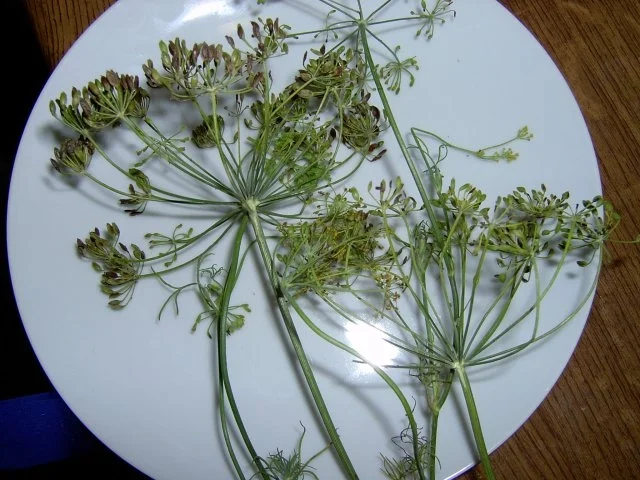 Rezept: Gurken und Cornichons Einmach- Gewürzmischung, zuckerhaltig Bild Nr. 3 Gurken und Cornichons Einmach- Gewürzmischung, zuckerhaltig - Rezept - Bild Nr. 3