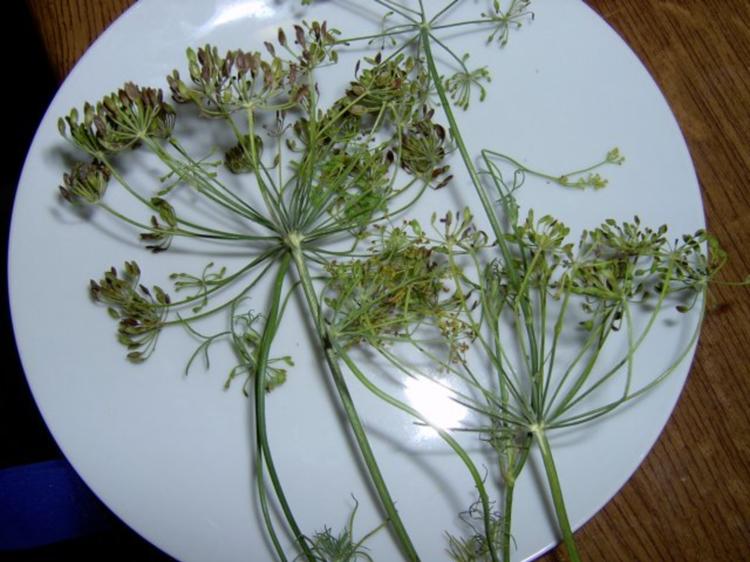 Gurken und Cornichons Einmach Gewürzmischung, zuckerhaltig Rezept