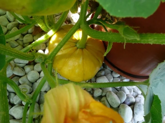 Rezept: Feines Kürbis - Apfelsüppchen Bild Nr. 2 Feines Kürbis - Apfelsüppchen - Rezept - Bild Nr. 2