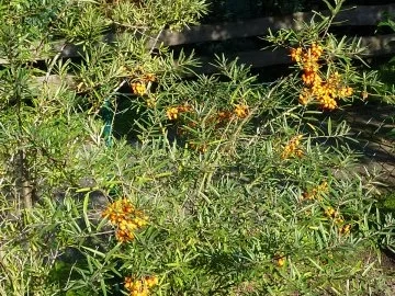 Marmelade: Sanddorn-Apfel-Gelee - Rezept