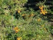 Marmelade: Sanddorn-Apfel-Gelee - Rezept