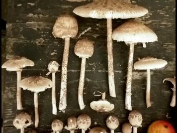 Gefüllte Pilzköpfchen mit Spinat - Rezept - Bild Nr. 2