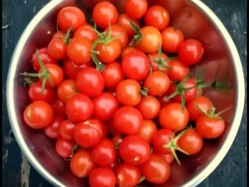 Rezept: Getrocknete Tomaten Bild Nr. 2 Getrocknete Tomaten - Rezept - Bild Nr. 2