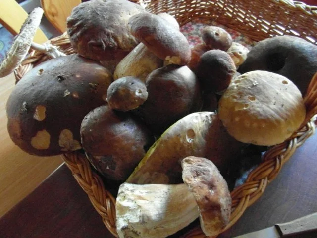 Rezept: frische Waldpilze in Rahmsosse mit hausgemachten Semmelknödeln frische Waldpilze in Rahmsosse mit hausgemachten Semmelknödeln - Rezept