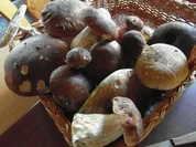 frische Waldpilze  in Rahmsosse mit hausgemachten Semmelknödeln - Rezept