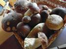 frische Waldpilze  in Rahmsosse mit hausgemachten Semmelknödeln - Rezept