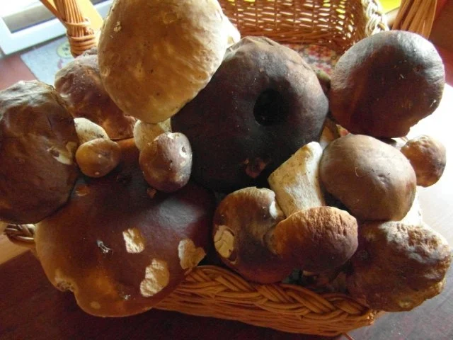 Rezept: frische Waldpilze in Rahmsosse mit hausgemachten Semmelknödeln Bild Nr. 3 frische Waldpilze in Rahmsosse mit hausgemachten Semmelknödeln - Rezept - Bild Nr. 3