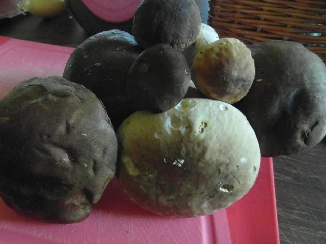 Rezept: frische Waldpilze in Rahmsosse mit hausgemachten Semmelknödeln Bild Nr. 4 frische Waldpilze in Rahmsosse mit hausgemachten Semmelknödeln - Rezept - Bild Nr. 4