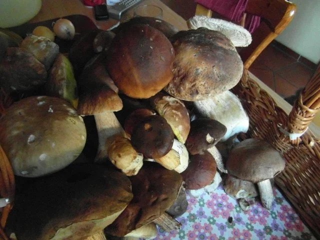 Rezept: frische Waldpilze in Rahmsosse mit hausgemachten Semmelknödeln Bild Nr. 2 frische Waldpilze in Rahmsosse mit hausgemachten Semmelknödeln - Rezept - Bild Nr. 2