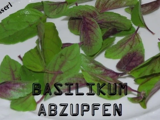 Sisserl's - Putenröllchen - Rezept - Bild Nr. 2