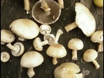 Rezept: Rote-Bete-Pappardelle mit Wiesenchampignons Bild Nr. 2 Rote-Bete-Pappardelle mit Wiesenchampignons - Rezept - Bild Nr. 2