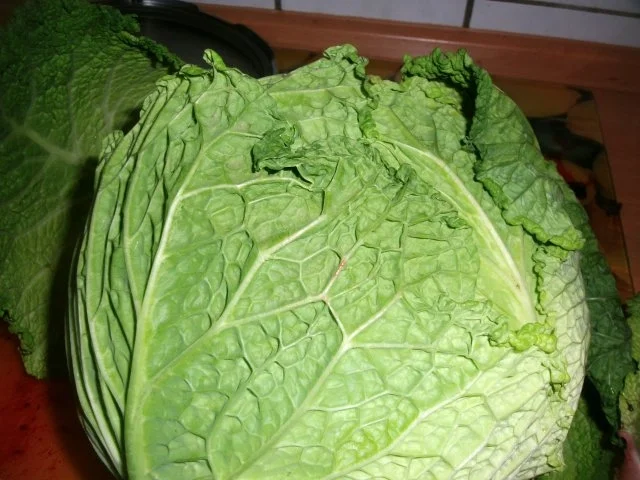 Rezept: Wirsingkohlrouladen Bild Nr. 2 Wirsingkohlrouladen - Rezept - Bild Nr. 2