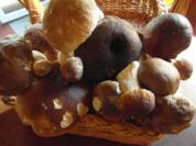 Pilzrahmsüppchen von frischen Waldpilzen - Rezept