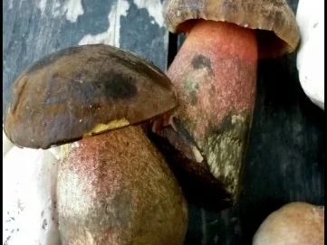 Pilzliwanzen mit Hexensoße - Rezept - Bild Nr. 6