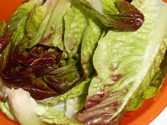 Rezept: Gebratene Pfifferlinge auf buntem Romanasalat Bild Nr. 7 Gebratene Pfifferlinge auf buntem Romanasalat - Rezept - Bild Nr. 7