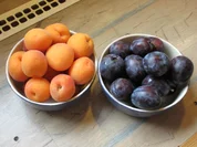 Marillen- oder Zwetschkenfleck - Rezept - Bild Nr. 6