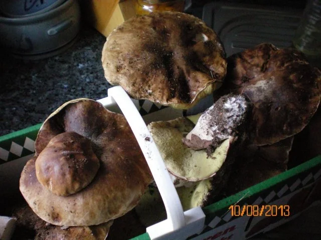 Steinpilz-Wildschwein-Rahmgulasch - Rezept - Bild Nr. 2