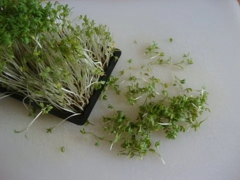 Schwarzwurzelcremesuppe - Klassisch - Rezept - Bild Nr. 17