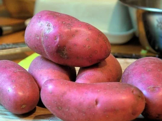 Spitzkohl-Auflauf - Rezept - Bild Nr. 9