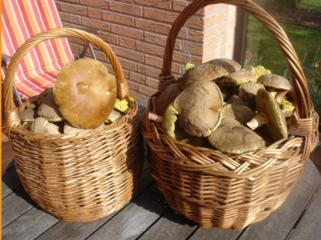 Rezept: Waldpilzsauce mit Semmelknödel Bild Nr. 3 Waldpilzsauce mit Semmelknödel - Rezept - Bild Nr. 3