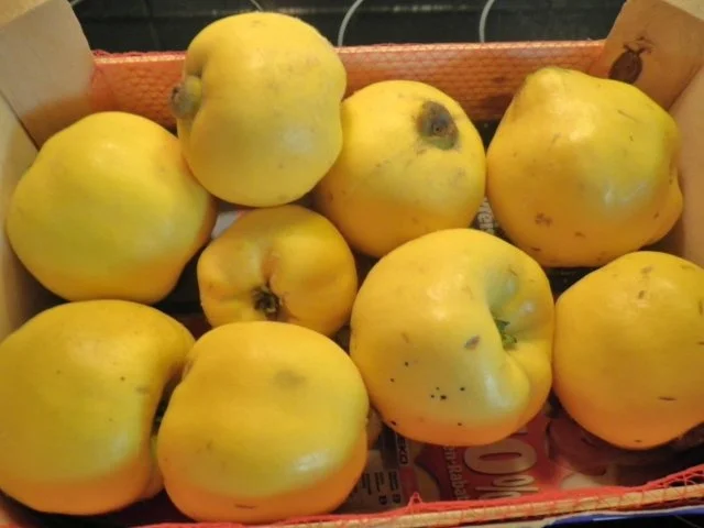 Rezept: Quitten - Orangen - Marmelade Bild Nr. 3 Quitten - Orangen - Marmelade - Rezept - Bild Nr. 3