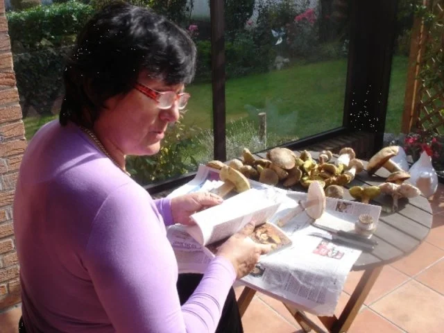 Rezept: Waldpilze auf Kürbiskernbrot Bild Nr. 4 Waldpilze auf Kürbiskernbrot - Rezept - Bild Nr. 4