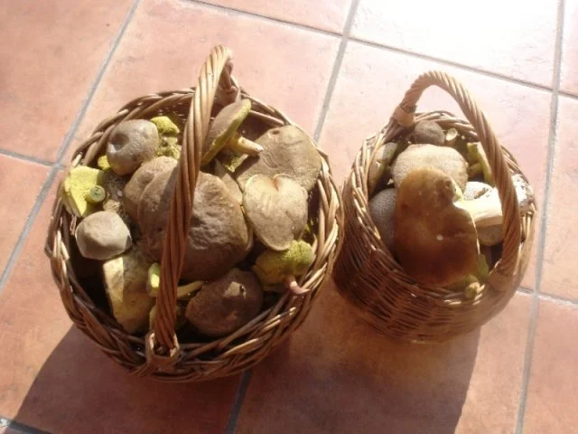 Rezept: Waldpilze auf Kürbiskernbrot Bild Nr. 3 Waldpilze auf Kürbiskernbrot - Rezept - Bild Nr. 3