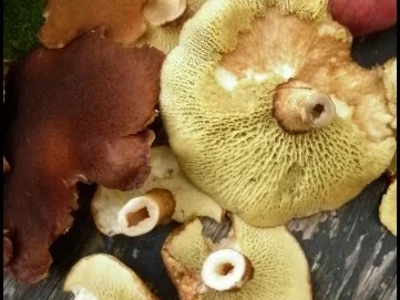 Offene Pilzlasagne mit Hohlfüßen und Maronen - Rezept - Bild Nr. 3