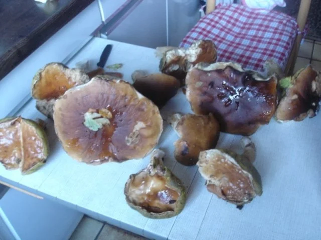 Rezept: Waldpilzomelett Bild Nr. 4 Waldpilzomelett - Rezept - Bild Nr. 4