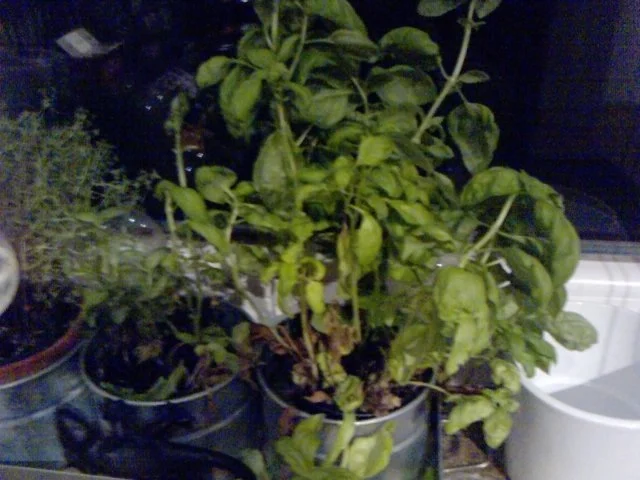 DIE SPECK-WEG-PASTA  Spaghetti Carbonara die Light-Version - Rezept - Bild Nr. 3