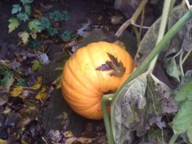 Rezept: Pumpkin Cheese Cake / " Cheesecake Factory N.Y." / Kürbis Käse Kuchen Bild Nr. 9 Pumpkin Cheese Cake / " Cheesecake Factory N.Y." / Kürbis Käse Kuchen - Rezept - Bild Nr. 9