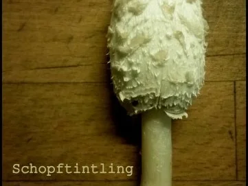 Schwarze Tagliatelle mit Perlpilzen - Rezept - Bild Nr. 2