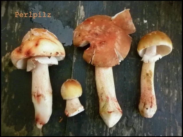 Schwarze Tagliatelle mit Perlpilzen - Rezept - Bild Nr. 6