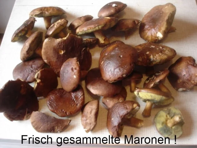 Waldpilz ( Maronen ) Lasagne - Rezept - Bild Nr. 3