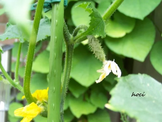 Gurken süss-sauer &  mit angenehmer schärfe - Rezept - Bild Nr. 2