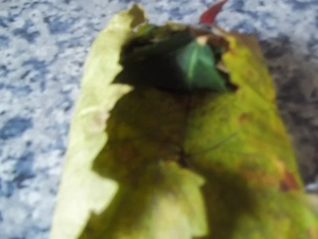 Kräutertee nach Hexenart - Rezept - Bild Nr. 5