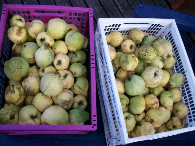 Andy´s  Apfel-Quitten Gelee - Rezept - Bild Nr. 2