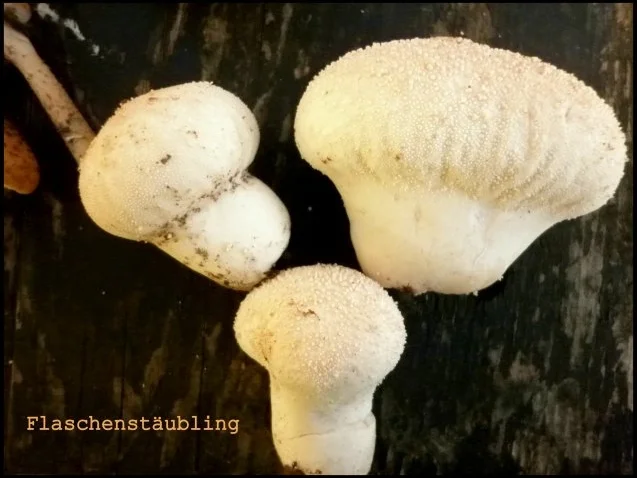 Süßer Apfel-Stäubling-Kuchen - Rezept - Bild Nr. 3