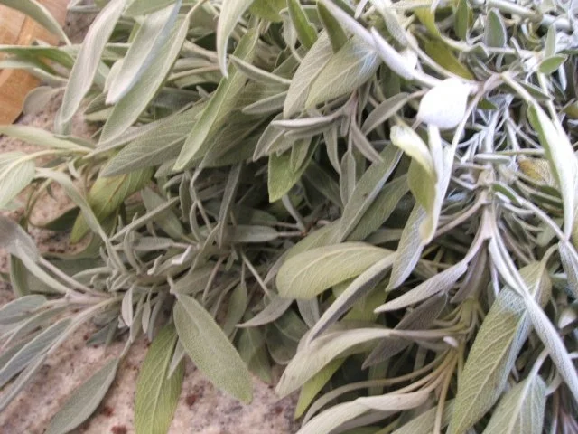 Vorrat: Salbeisirup - Rezept - Bild Nr. 2