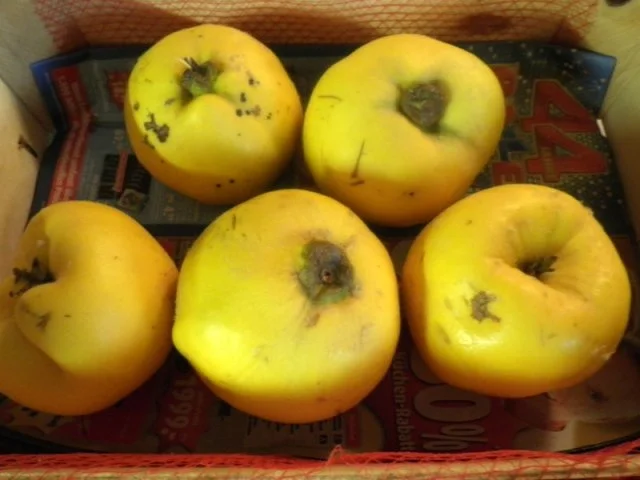 Quitten - Gelee ... - Rezept - Bild Nr. 2