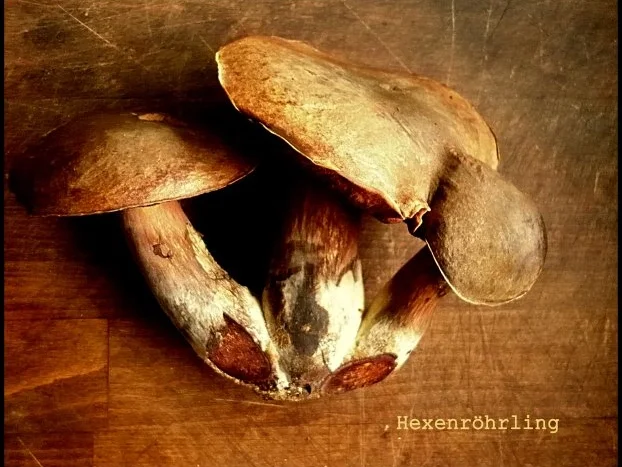 Rezept: Kartoffelpüree mit Blauschimmelkäse und Walnüssen, dazu Parasolpilz-Schnitzel und Hexen Bild Nr. 2 Kartoffelpüree mit Blauschimmelkäse und Walnüssen, dazu Parasolpilz-Schnitzel und Hexen - Rezept - Bild Nr. 2