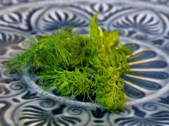 Fenchel, Quinoa, Hähnchenkeulen - Rezept - Bild Nr. 6