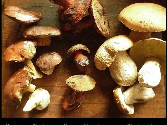 Rezept: selbstgemachte Spaghetti mit scharfen Pilzen Bild Nr. 2 selbstgemachte Spaghetti mit scharfen Pilzen - Rezept - Bild Nr. 2