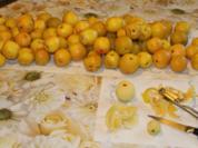 Rezept: Quittenmarmelade Quittenmarmelade - Rezept