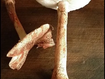 Rezept: Möhren-Puffer mit Perlpilzen Bild Nr. 8 Möhren-Puffer mit Perlpilzen - Rezept - Bild Nr. 8